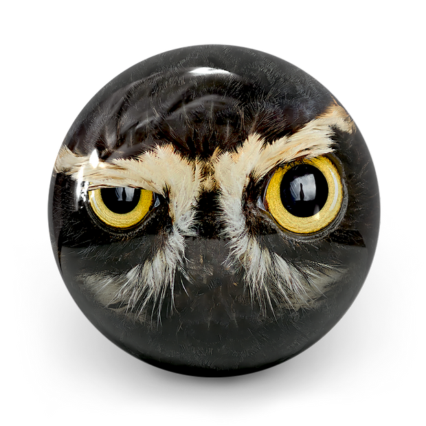 Bold Owl Smash